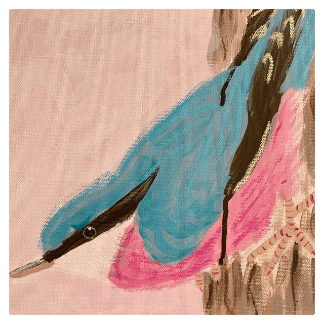Nuthatch 